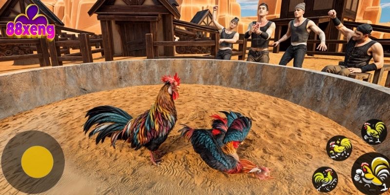 Đá gà Thomo cựa sắt