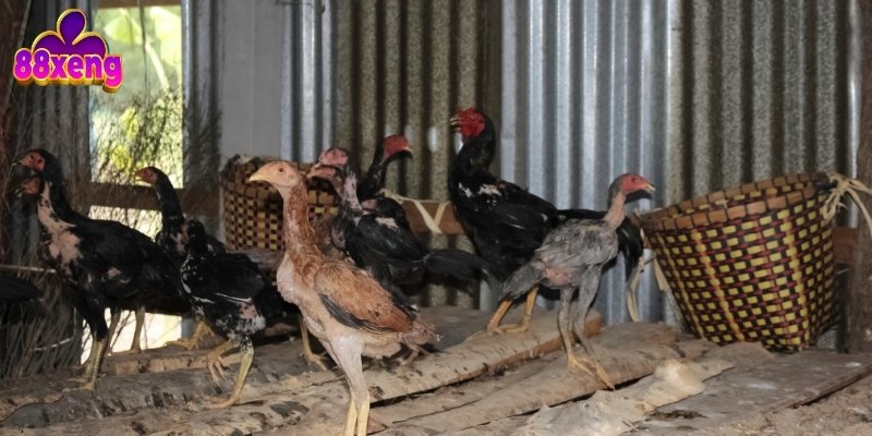 Thuốc đá gà bịp là chất kích thích dùng cho chiến kê trước khi thi đấu