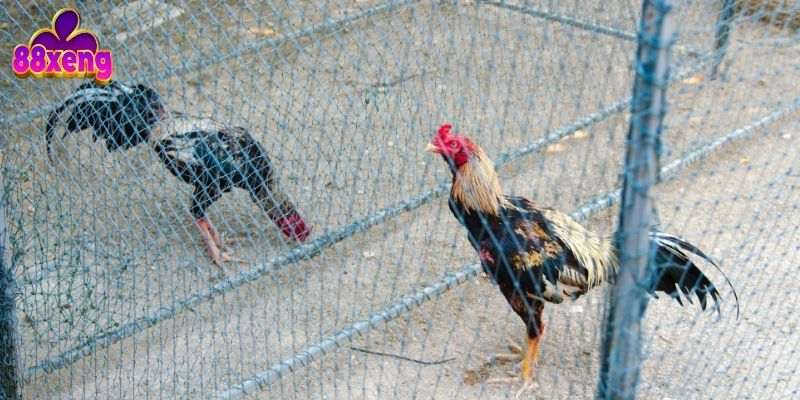 Thuốc có thể gây tổn thương nội tạng và ảnh hưởng đến tuổi thọ của gà
