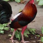 Trực tiếp đá gà