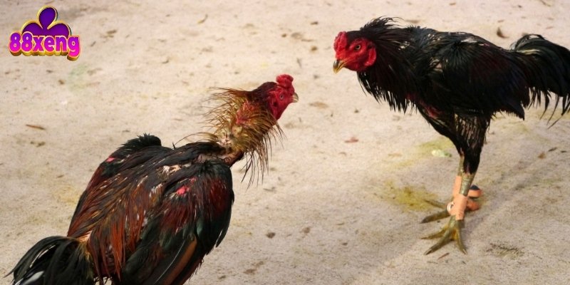 Trực tiếp đá gà giúp người chơi theo dõi rõ từng trận đấu